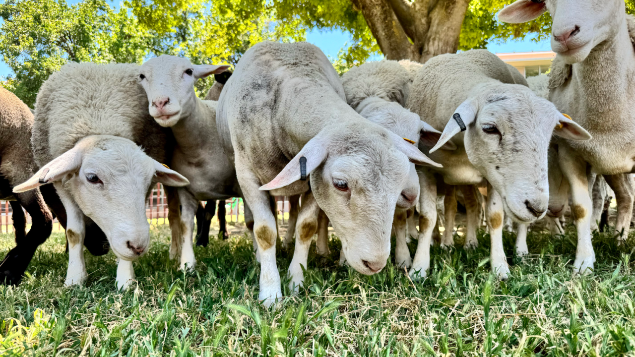 UC Davis Sheepmowers Grazing PopUp One Aggie Network
